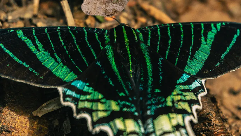 A Natureza é pura tecnologia